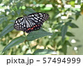 夏のアゲハ蝶 57494999
