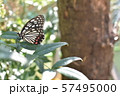 夏のアゲハ蝶 57495000
