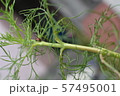 てんとう虫 57495001