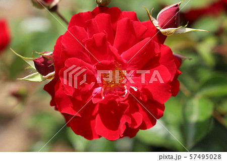 マイナーフェアー　バラの花 57495028