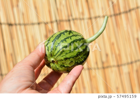摘果したかわいい大玉縞西瓜 漬物にできそう ウリ科 初めての畑 食べ物イメージ素材の写真素材