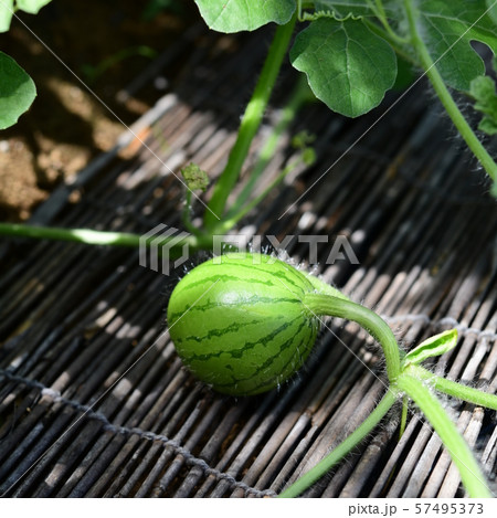 かわいい実をつけた大玉縞西瓜 ウリ科 楽しみな初めての畑 食べ物イメージ素材の写真素材