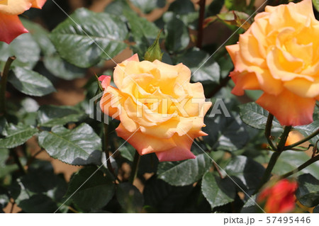モナリザ ソフトオレンジ ピンクのバラの写真素材