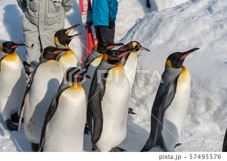 Penguin walking parade show on snow Penguin walking parade show on snow 57495576
