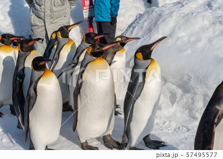 Penguin walking parade show on snow 57495577