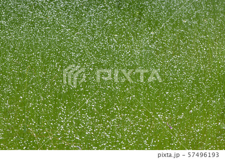 シラタマホシクサ シラタマホシクサ 57496193