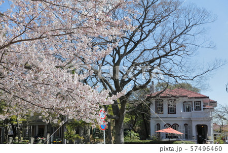 横浜山手西洋館と桜 横浜山手西洋館と桜 57496460