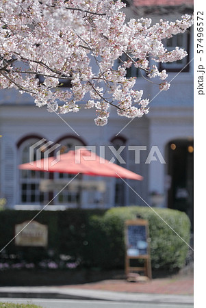 横浜山手西洋館と桜 57496572