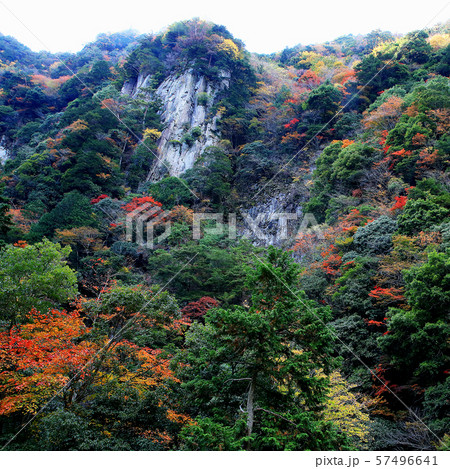 香落渓　紅葉　三重県 57496641