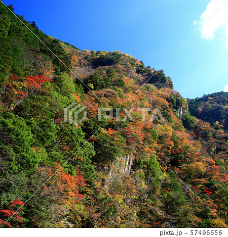 香落渓　紅葉　三重県 57496656