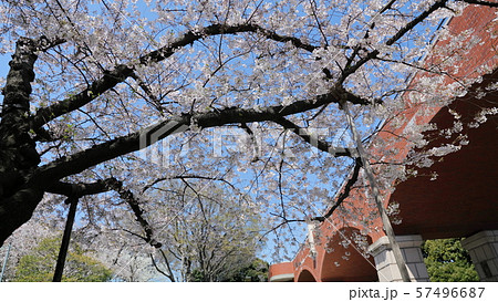 霧笛橋と桜 57496687