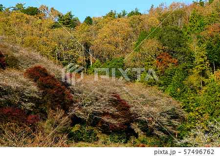 小原四季桜　紅葉　桜　愛知県 57496762
