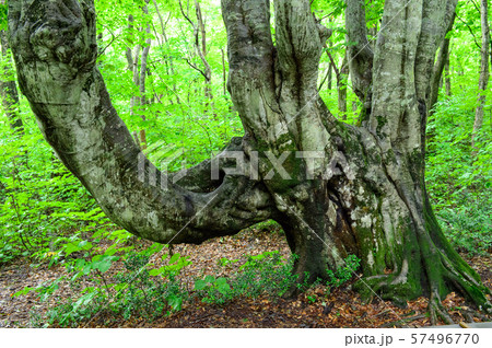 雨の獅子ヶ鼻湿原　秋田県 57496770