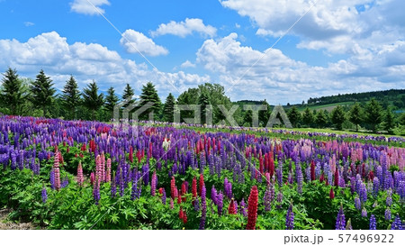 青空バックに咲く満開のルピナス@富良野、北海道 青空バックに咲く満開のルピナス@富良野、北海道 57496922