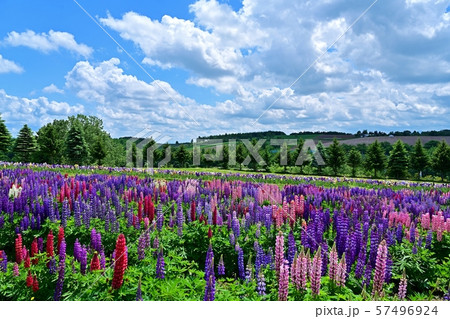 青空バックに咲く満開のルピナス@富良野、北海道 青空バックに咲く満開のルピナス@富良野、北海道 57496924