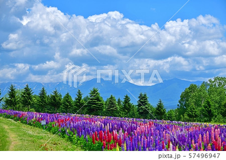 十勝連峰をバックに咲く満開のルピナス 富良野 北海道の写真素材