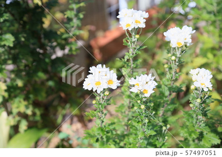白菊の花 白菊の花 57497051