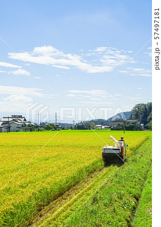稲刈り 57497181