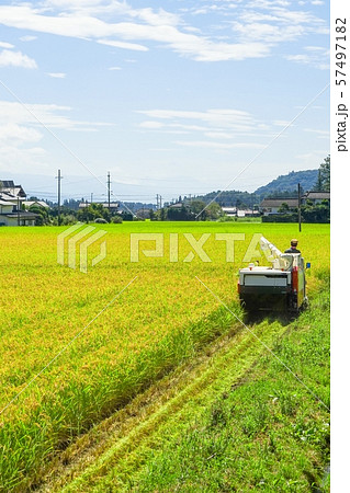 稲刈り 57497182