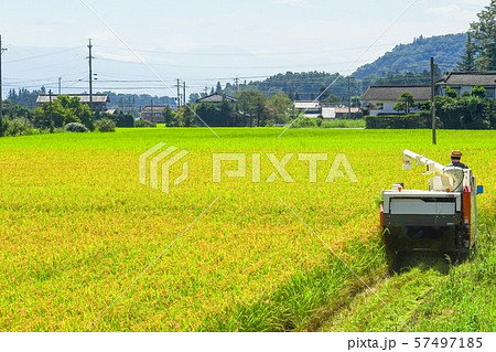 稲刈り 57497185