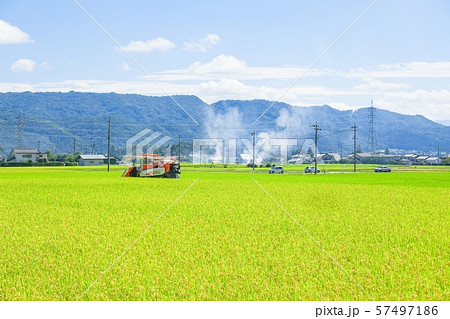 稲刈り 57497186