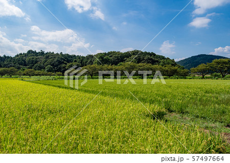 初秋の里山 稔る田んぼ 　j-1 57497664