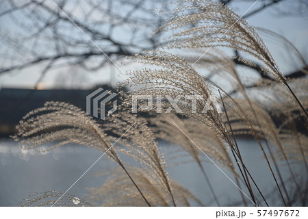 茨城県水戸市の千波湖にてススキと文化センター 茨城県水戸市の千波湖にてススキと文化センター 57497672