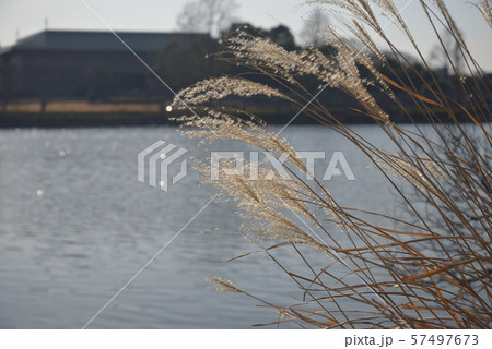茨城県水戸市の千波湖にてススキと文化センター 57497673