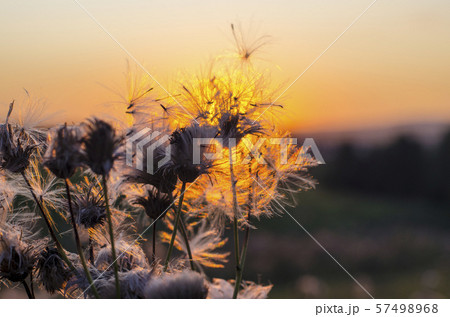 Dandelion on the background of the setting sun 57498968