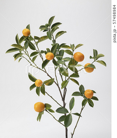 きんかん 57498984