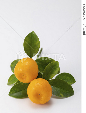 きんかん 57498993