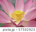 heart of lotus 57502923