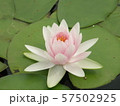 pink water lily 57502925