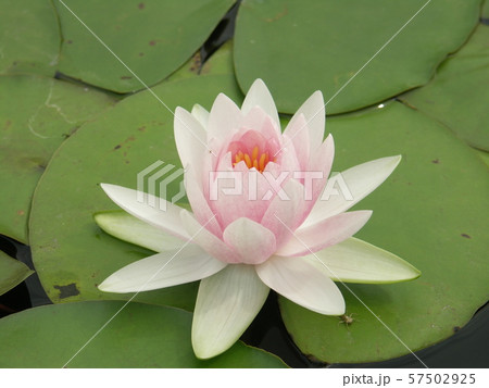 pink water lily pink water lily 57502925