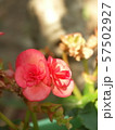 little flowers 4 57502927