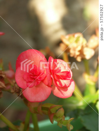 little flowers 4 little flowers 4 57502927