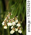 little orchids 57502929