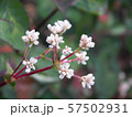 little flowers3 57502931