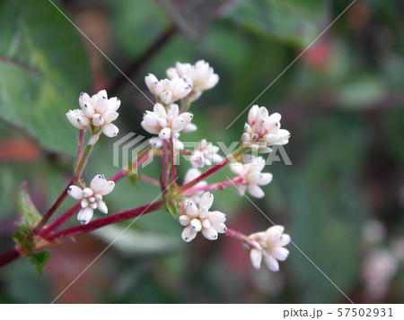 little flowers3 little flowers3 57502931