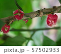 little flower2 57502933