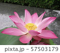 lotus 57503179
