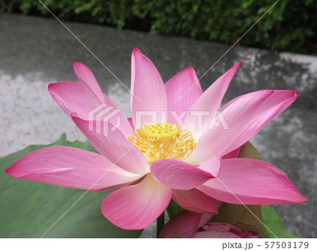 lotus 57503179
