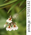 little orchids 57503182