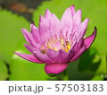 lotus and friends 57503183