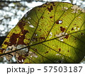 old leave 57503187