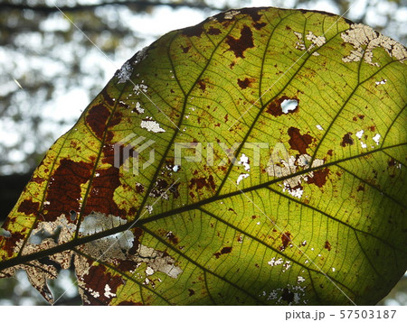 old leave 57503187