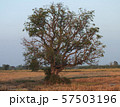 lonely tree in the field 57503196