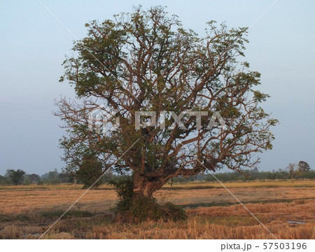 lonely tree in the field 57503196