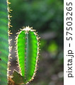 cactus 57503265