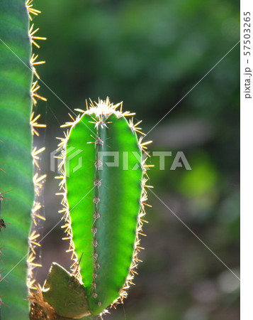 cactus 57503265